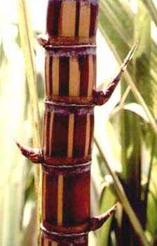 Brazilian_White_Refined_Cane_Sugar