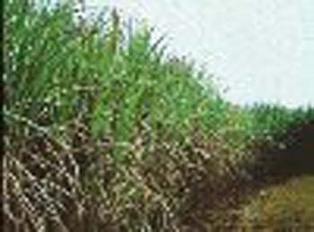 White_Refined_Cane_Sugar
