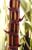 Brazilian_White_Refined_Cane_Sugar