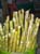 Granulated_Cane_Sugar
